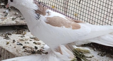 Malatya Paçalı Güvercinleri